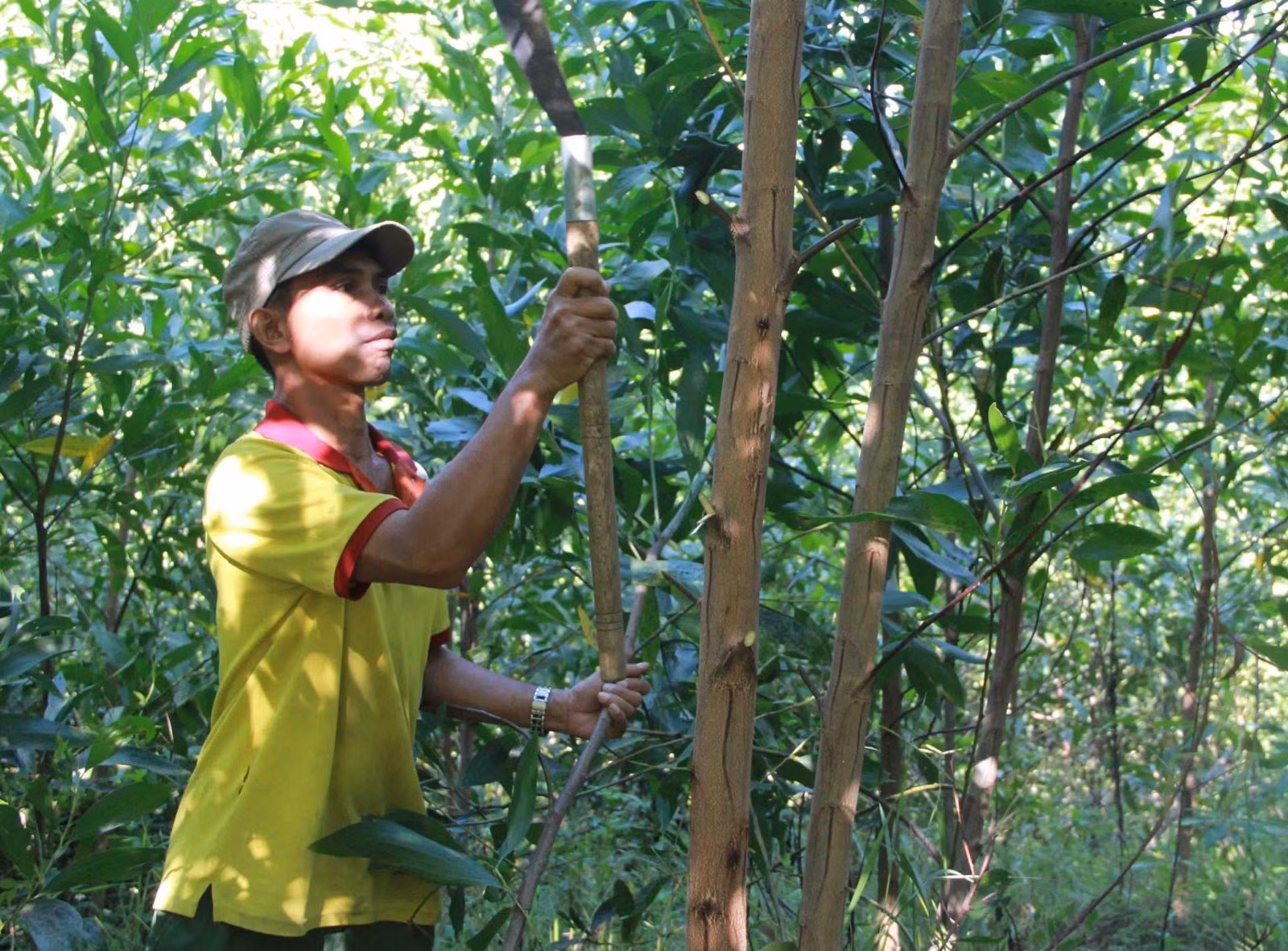 Chú thích ảnh