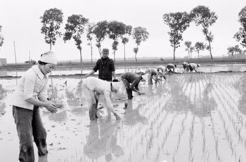 Từ chỗ thiếu ăn triền miên, năm 1989 còn phải nhập hơn 45 vạn tấn gạo, Việt Nam đã vươn lên đáp ứng nhu cầu trong nước, có dự trữ và xuất khẩu, góp phần quan trọng ổn định đời sống nhân dân và cải thiện cán cân xuất nhập khẩu.