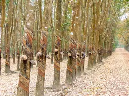  Indonesia, Thái Lan, Malaysia giảm xuất khẩu cao su ảnh 1