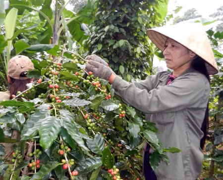 Việt Nam là nước xuất khẩu cà phê số một thế giới ảnh 1