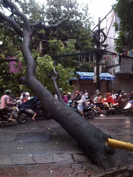 Sao cổ thụ giữa thủ đô bị bão quật đổ ảnh 1