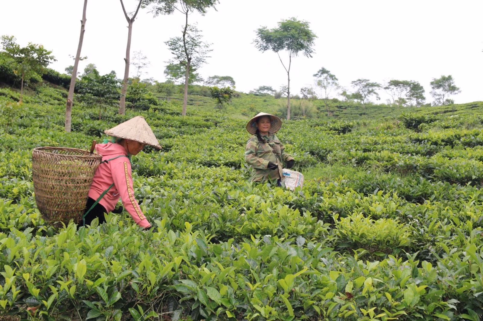 Chú thích ảnh