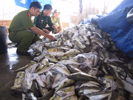 Quảng Ngãi: Tiêu hủy 4,3 tấn cá nóc ảnh 1
