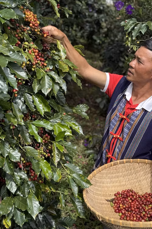 Khai thác sức cầu nội địa, mở rộng đầu ra cho sản phẩm vùng đồng bào dân tộc thiểu số và miền núi
