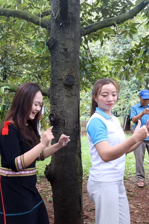 Khi trái ngọt kể câu chuyện đại ngàn