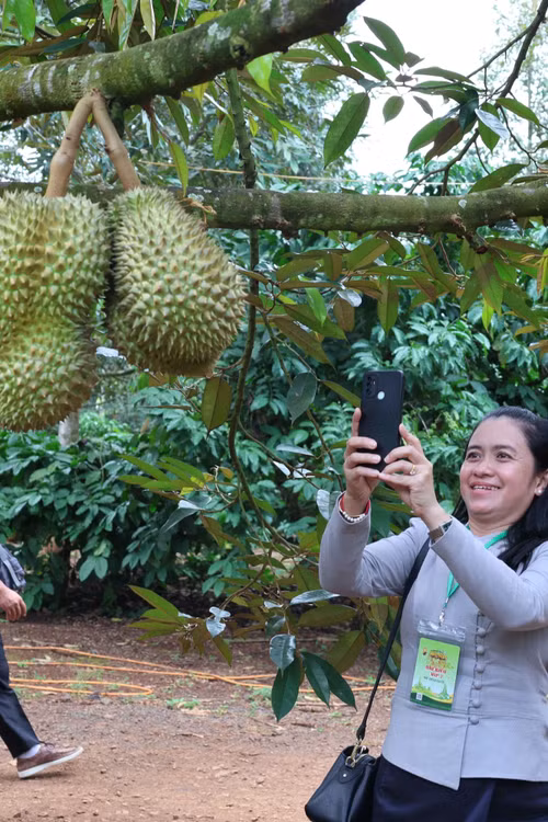 Hợp tác mở không gian phát triển vùng biên giới - Bài cuối: Hợp tác bén rễ trên những vườn cây