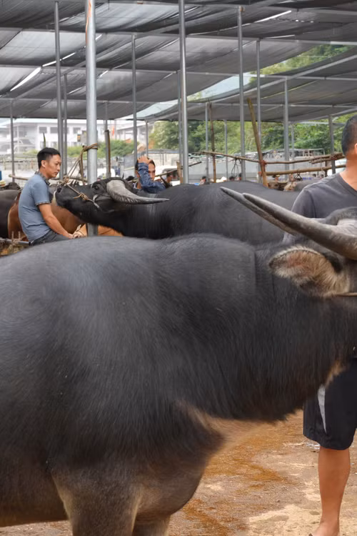 Nhộn nhịp chợ trâu Trà Lĩnh