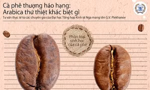 Cà phê thượng hạng Arabica khác biệt gì?