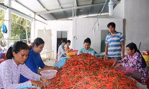 Thu nhập cao từ trồng ớt chỉ thiên