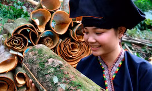 Ngọt ngào hương quế Văn Yên