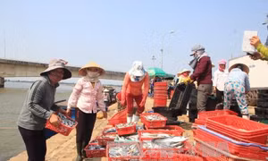 Cấp giấy xác nhận hải sản khai thác tại vùng biển an toàn