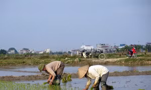 Nông dân nô nức xuống đồng đầu năm