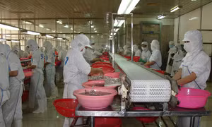 Doanh nghiệp đối mặt với thiếu nguyên liệu vì hạn, mặn
