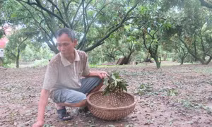 Nhãn Hưng Yên mất mùa sau mưa bão 