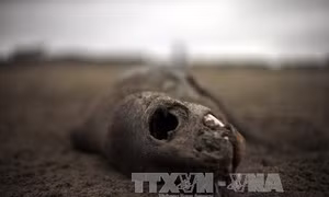 "Thủy triều đỏ" có thể đẩy Chile vào thảm họa môi trường