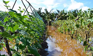 Tìm hướng đi mới cho rau an toàn