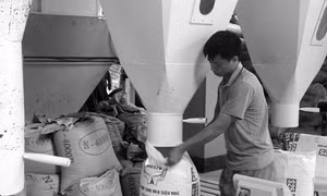 Sản xuất thức ăn chăn nuôi “Made in Việt Nam”