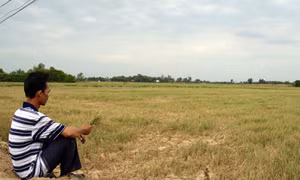 Đau xót trên những cánh đồng