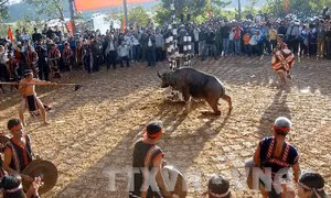 Không tổ chức nghi lễ đâm trâu trong Lễ hội Buôn Đôn