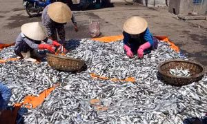 Quảng Trị buộc tiêu hủy 30 tấn cá nục cực độc