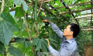 Xây dựng nông thôn mới trên quê hương cách mạng Bắc Sơn
