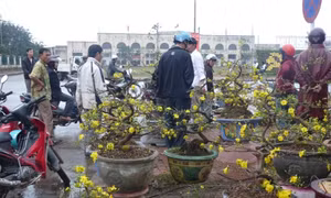 Quảng Bình tràn ngập sắc hoa 