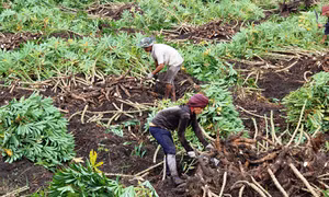 Thêm một mùa sắn “đắng”