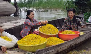 Thu về, nhớ mùa bông điên điển