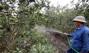 Khơi thông vốn cho nông nghiệp 