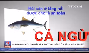  Hình ảnh các loại hải sản sống ở tầng đáy 4 tỉnh miền Trung