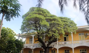 Sắc xanh cây phong ba di sản trên đảo Song Tử Tây