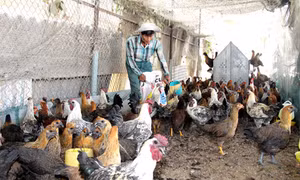 Vốn chính sách tạo đổi thay ở huyện miền núi Khánh Vĩnh