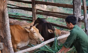 Sử dụng hiệu quả vốn vay để giảm nghèo 