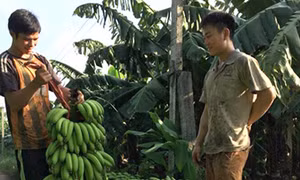 Niềm vui người trồng chuối tiêu hồng