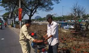 Mai được mùa, đào tăng giá