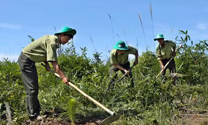 Quản lý rừng Tây Nguyên: “Vướng” từ cơ chế hưởng lợi 
