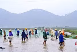 Nhớ mùa vớt rươi