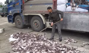 Bắt xe tải chở hơn 20 tấn thực phẩm hôi thối 