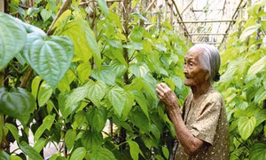 Giàn trầu của ngoại