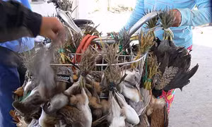 Ngăn chặn hành động tận diệt chim trời