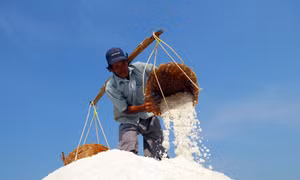 Nhiều doanh nghiệp đăng ký tiêu thụ muối tại Cần Giờ 