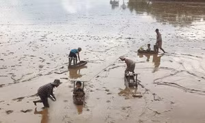 Mưu sinh nơi vùng sông nước miền Tây - Bài 2: 