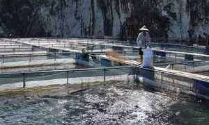 Phát triển nghề nuôi cá lồng trên vùng tái định cư