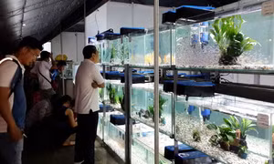 Thêm cơ hội cho xuất khẩu cá cảnh