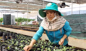  Đa dạng hóa cây trồng thích ứng với biến đổi khí hậu 
