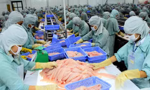Giá cá tra đứng ở mức cao