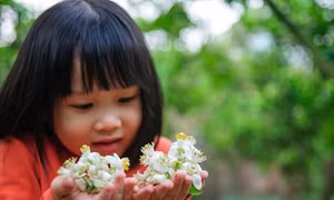 Hoa bưởi trắng