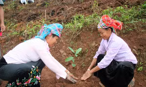 Phát triển cây quế theo hướng sản xuất hàng hóa