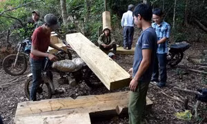 Thủ tướng đồng ý báo cáo kết quả kiểm tra việc khai thác gỗ tại Kon Tum