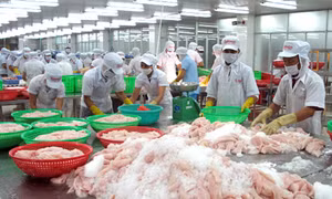 Gặp nhiều sự cố, sản lượng thủy sản vẫn tăng 